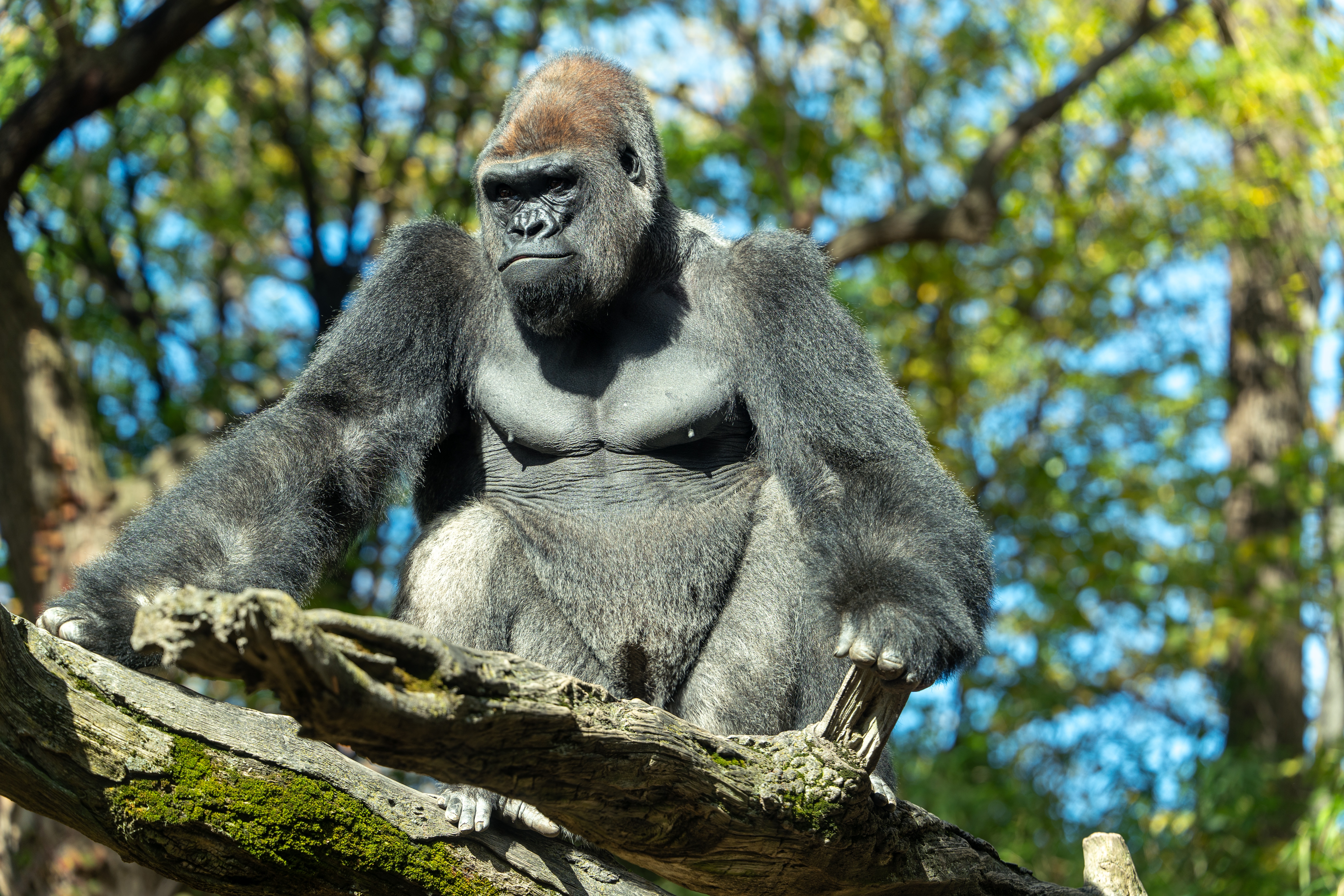 Imtiaz bronx zoo 9957160