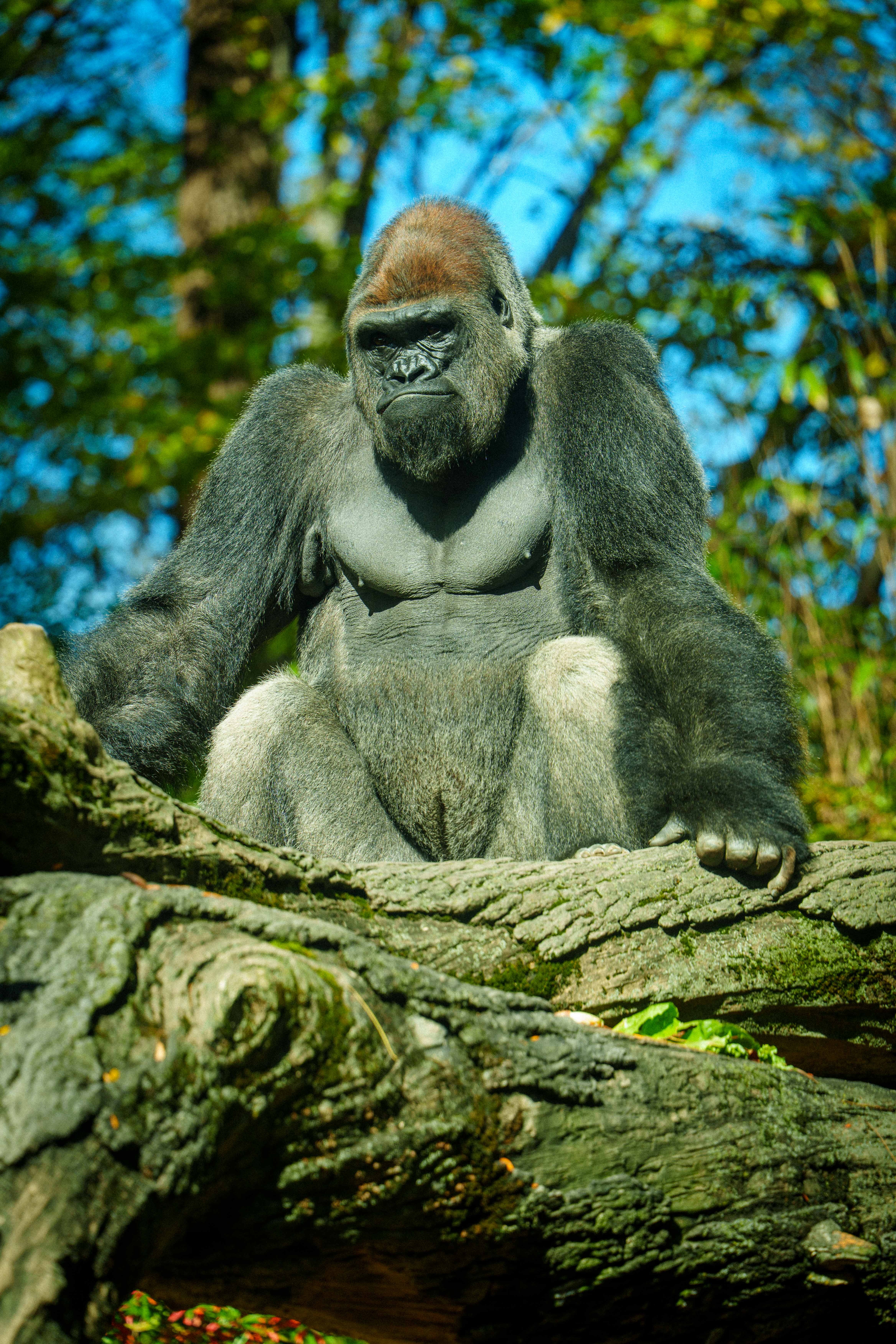 Imtiaz bronx zoo 9974864