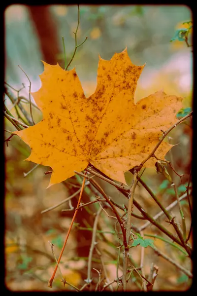 Leaf