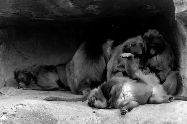 Zoo